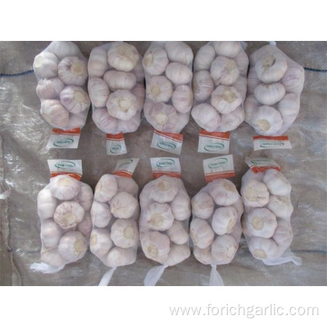 Hot Sale 2019 Fresh Garlic